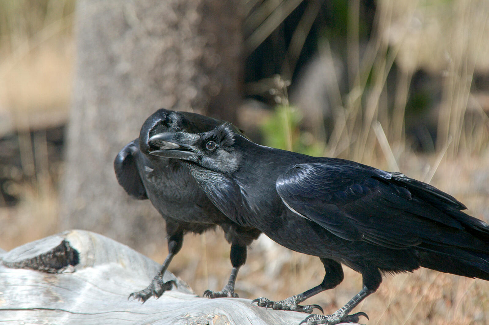 Two ravens tending to each other.