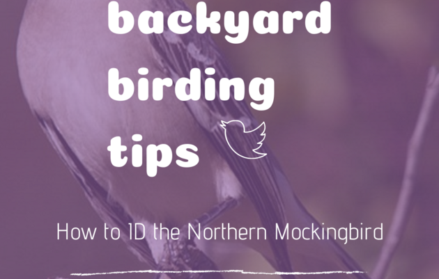 Backyard Birding Tips: How to Identify the Northern Mockingbird