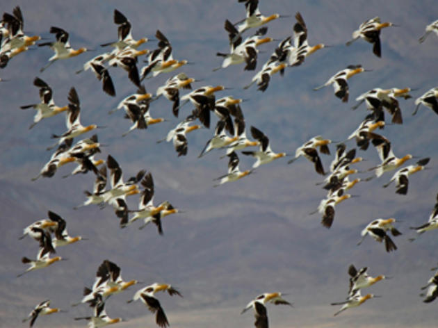 Owens Lake Bird Festival, April 24 - 25