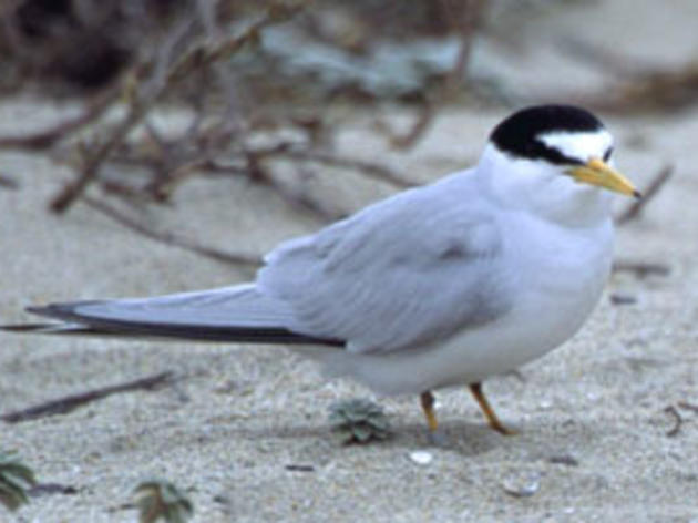 The California Least Tern wants you to vote YES on Prop. 21