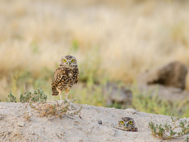 Two important public hearings coming up on desert conservation plan