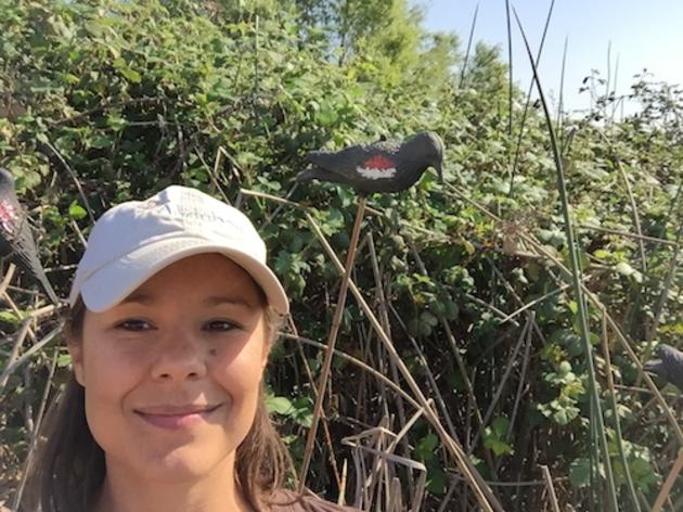 A sneaky way to lure Tricolored Blackbirds