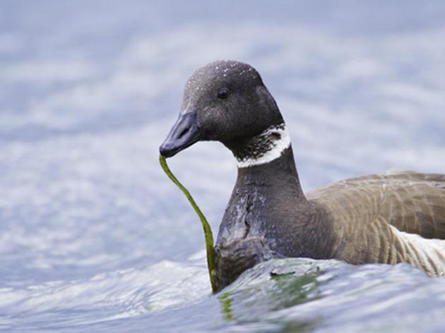 Update from the campaign to save birds in Humboldt Bay