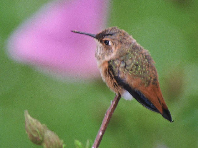 Bring hummingbirds to your yard or patio