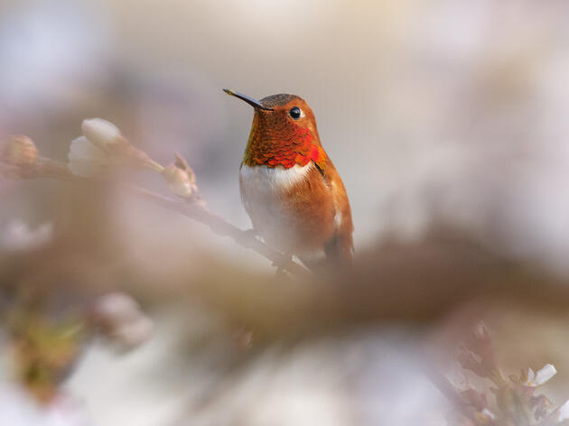 Hummingbird in search of a brief romance | El colibrí en busca de un breve romance