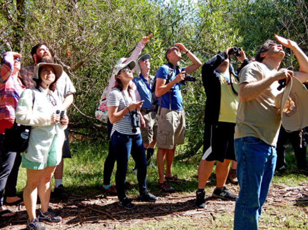 Birdathon 2016