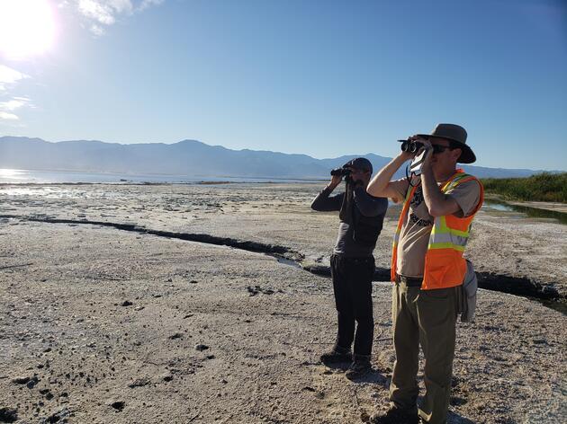 Surveying birds at the Salton Sea