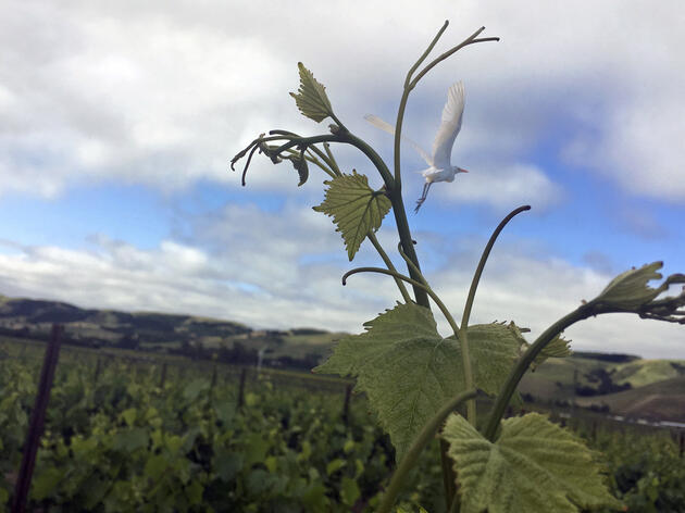 John Bambury talks about the origins of Egret Wine