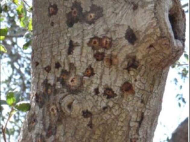 So Cal trees threatened by borer beetles and the diseases they carry