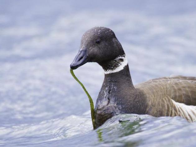 Humboldt Bay is more important to birds than you might think