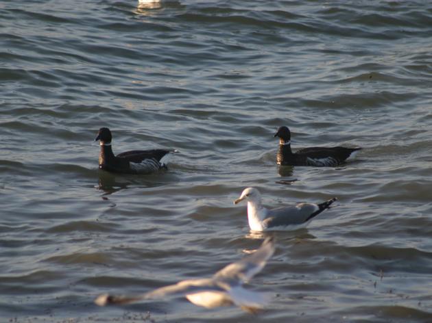 Celebrate herring and waterbirds in San Francisco Bay