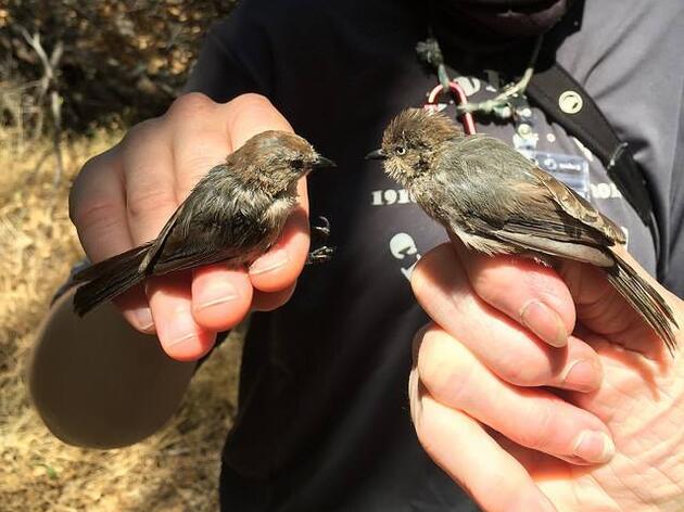 Seen any Pacific-slope Flycatchers lately? 