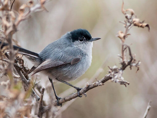 Which CA birds get left out if federal Endangered Species Act disappears?