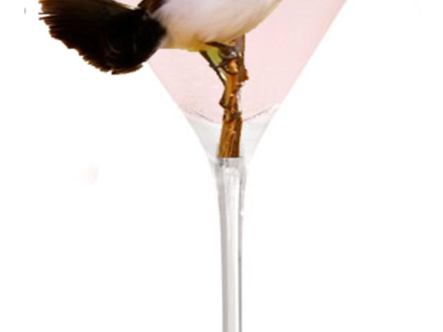 Cocktails named after birds Part I