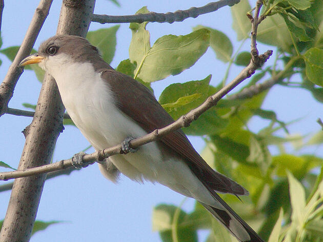 Audubon Kern River Preserve is key battleground for rare bird's future