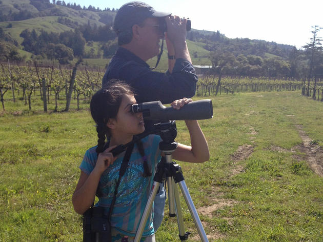 Research reveals importance of Sierra foothills to Tricolored Blackbirds