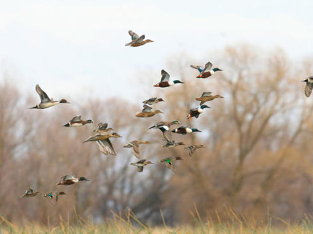 No, the Central Valley refuges aren't getting 100% of their federal water allocations. Not remotely.