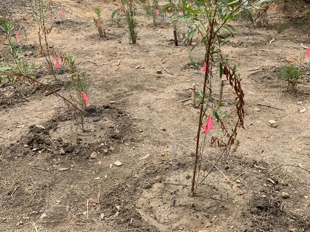 Native Plant Success Rate in Debs Park - Summer Restoration Sites