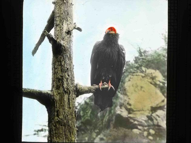 When the California Condor flew above Southern California