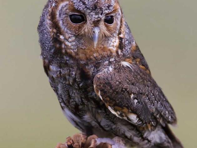 Owl-let you decide if these chicks are adorable