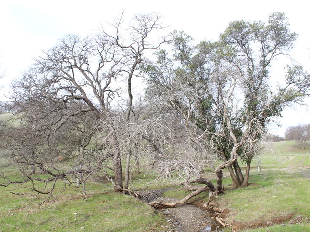 Birding Audubon's Bobcat Ranch 