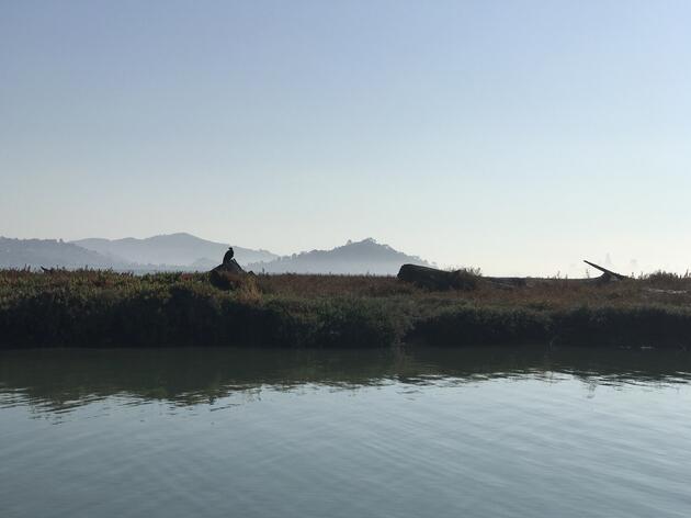 Marin Independent Journal visits restored habitat on Aramburu Island