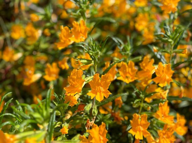 Seasonal California Native Plants