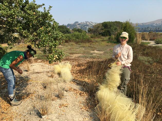 Seasonal Biological Aides at Richardson Bay enhance conservation and engagement work