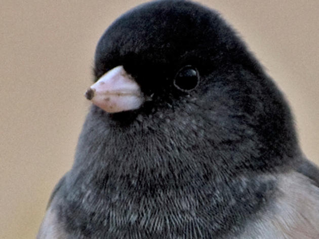 Dark-eyed Juncos follow their nose