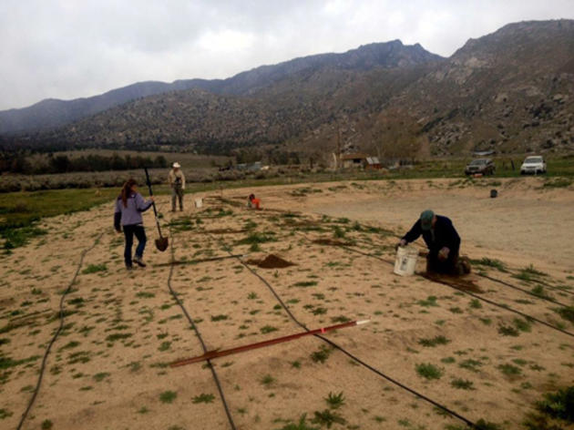 Kern and Kerncrest Audubon Chapters creating Tricolored Blackbird habitat