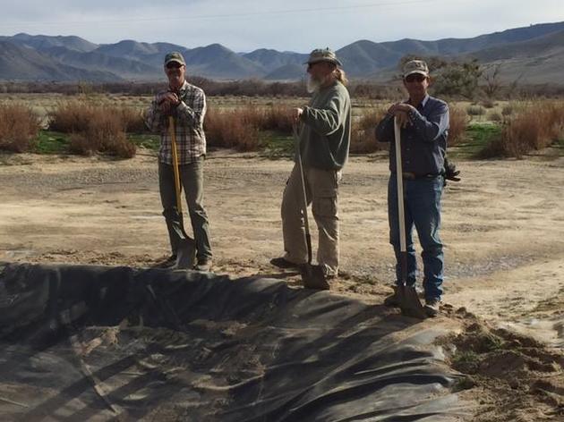 Creating Tricolored Blackbird habitat at Kern River Preserve