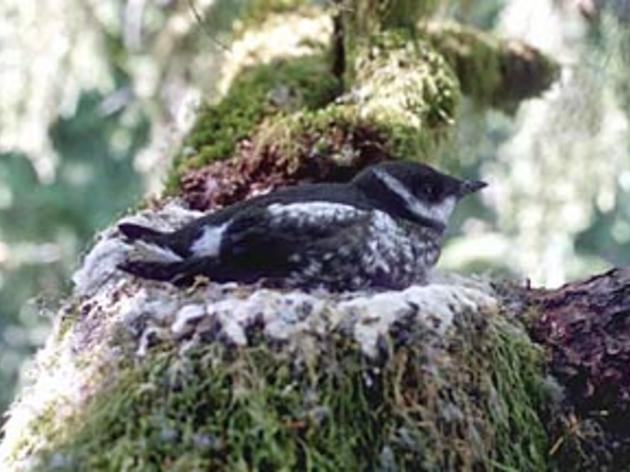 Proposed plan for old growth redwoods in Big Basin State Park would further imperil marbled murrelets in Central California