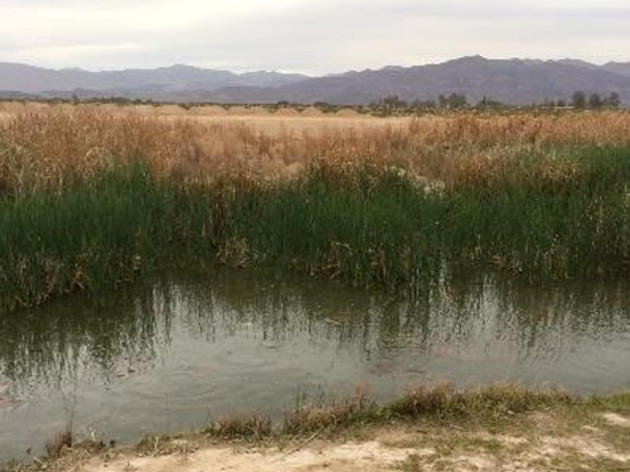 Tricolored Blackbirds spotted at San Bernardino Valley Audubon's restoration site