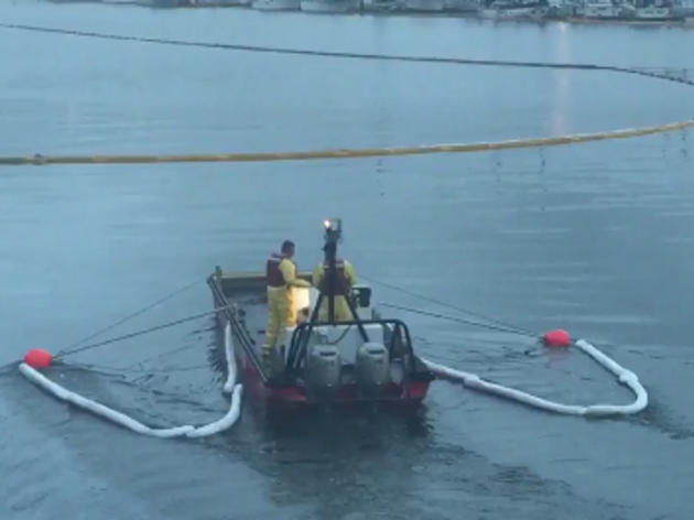 Oil spill at Port of Los Angeles, bird impact unknown