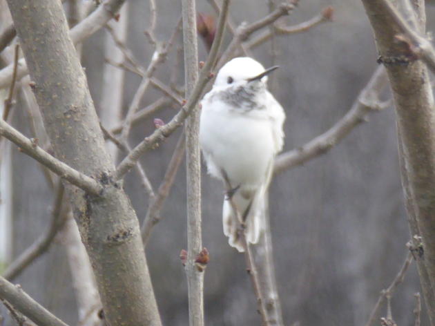 Leucistic Anna's Hummingbird in Livermore