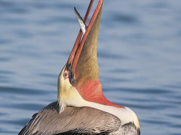 Brown Pelican coastwide survey on October 15