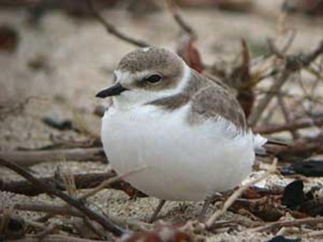 Volunteers making a difference for Western Snowy Plover