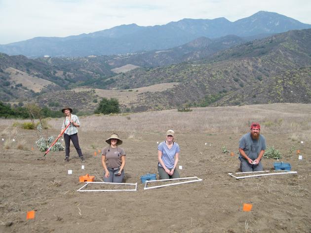 Restoring coastal sage scrub, seed by seed