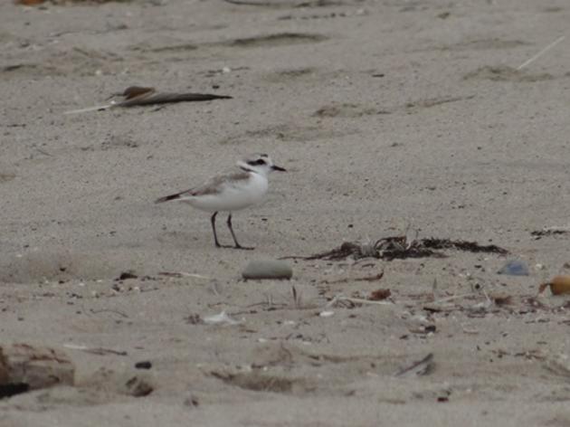 Snowy Plover guardians at Ormond Beach in Oxnard