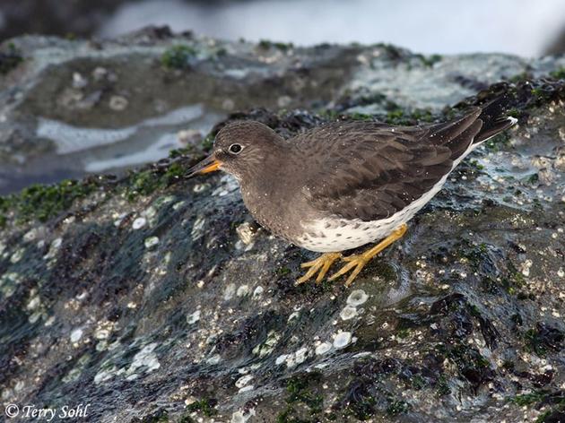 First appearance of Pacific herring in San Francisco Bay feeds birds and other wildlife 