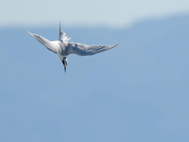 A visit to a waterbird’s gas station