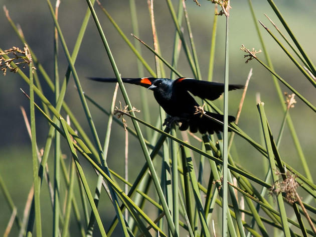 CDFW wants comment on the Tricolored Blackbirds listing and Stanislaus Audubon Society responds accordingly 