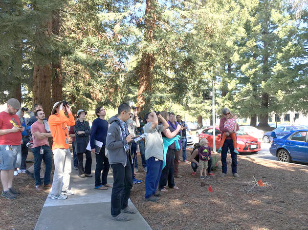 Looking for birds and budding birders on the Google campus