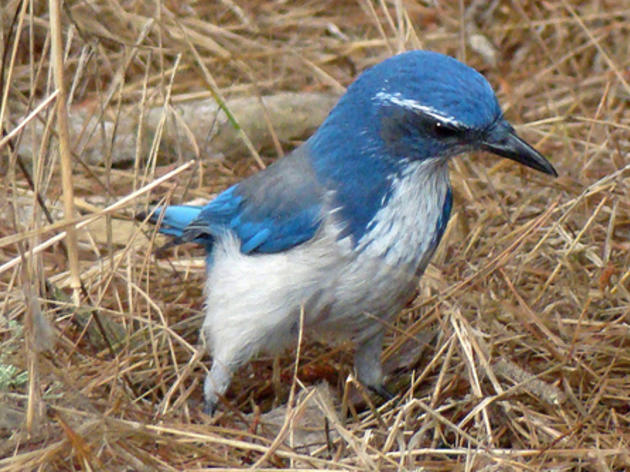 Western Scrub-Jay, now 3x more awesome?