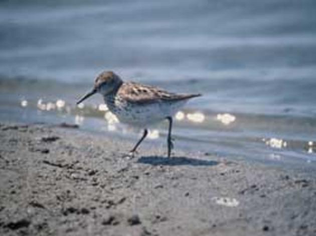 Western Sandpiper is an important bird for conservation in California