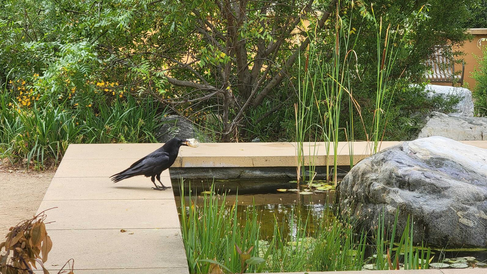 A raven stands next to a pond with bread in their beak.