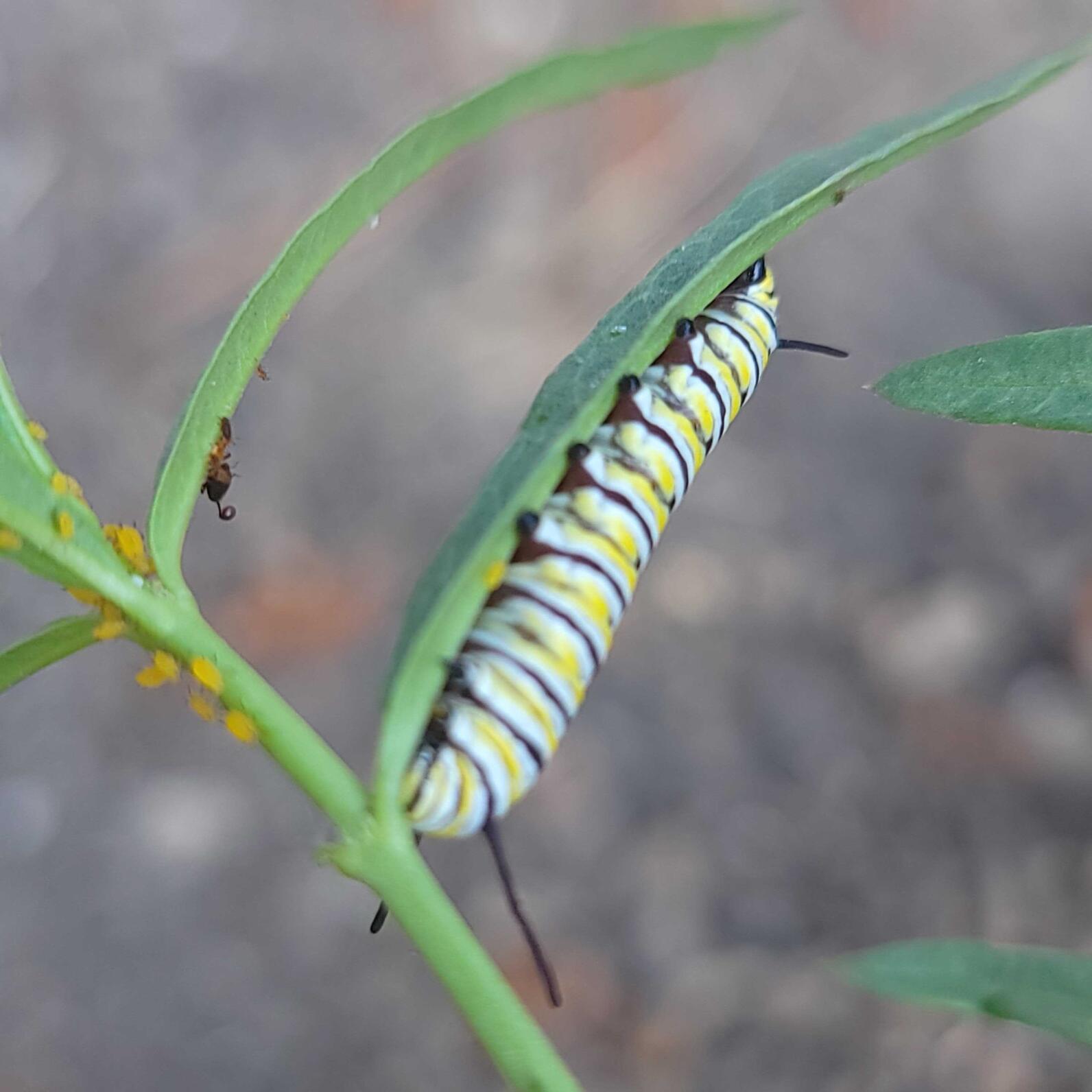 A monarch instar sits on a narrowleaf milkweed leaf.