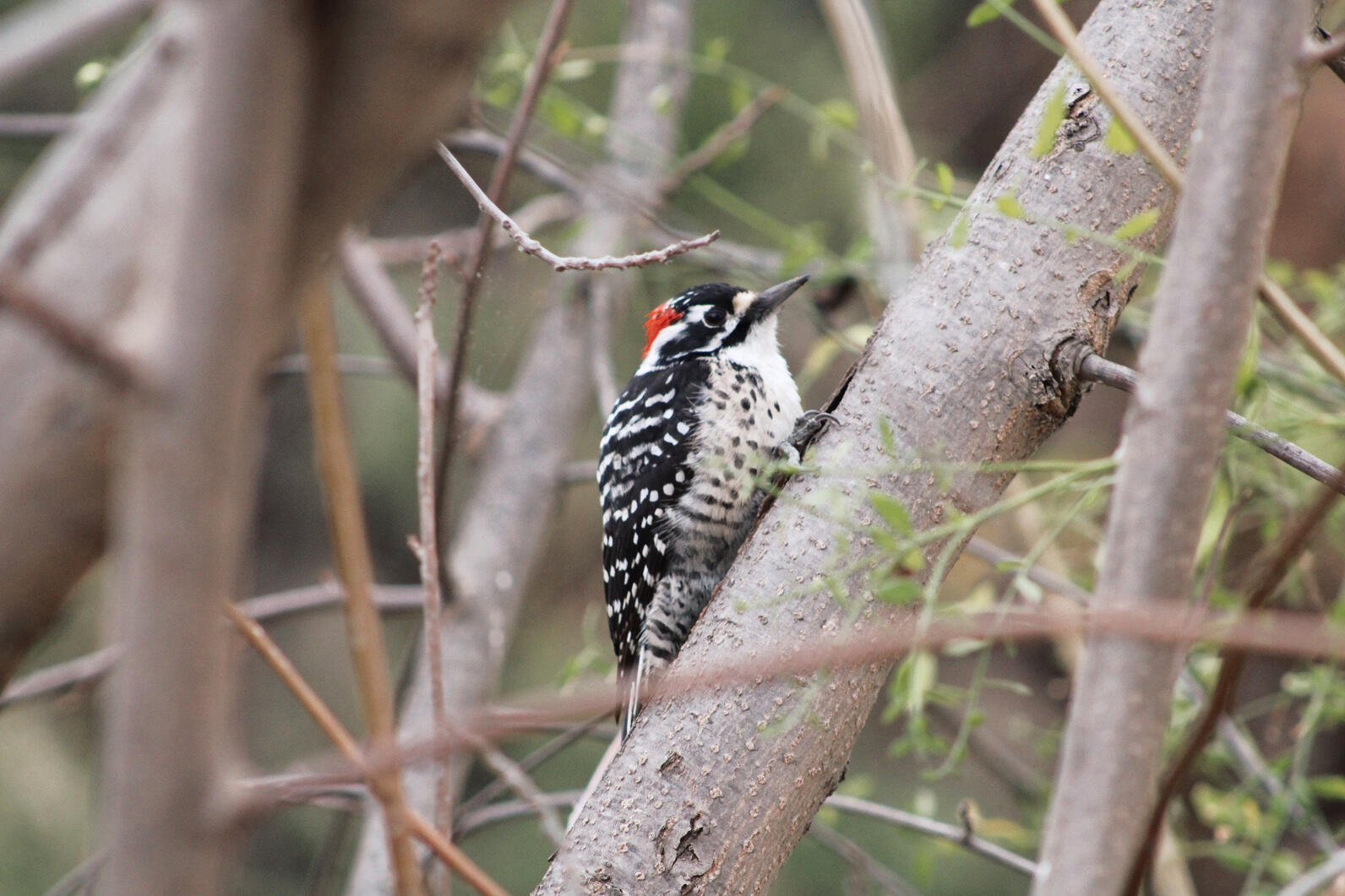 Nuttal's Woodpecker perched on a branch. Photo by Samantha Ramirez.