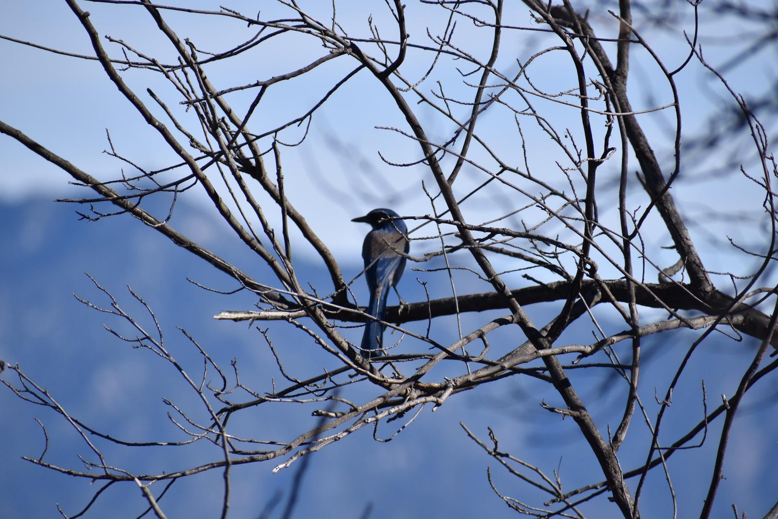 California Scrub Jay in trees.