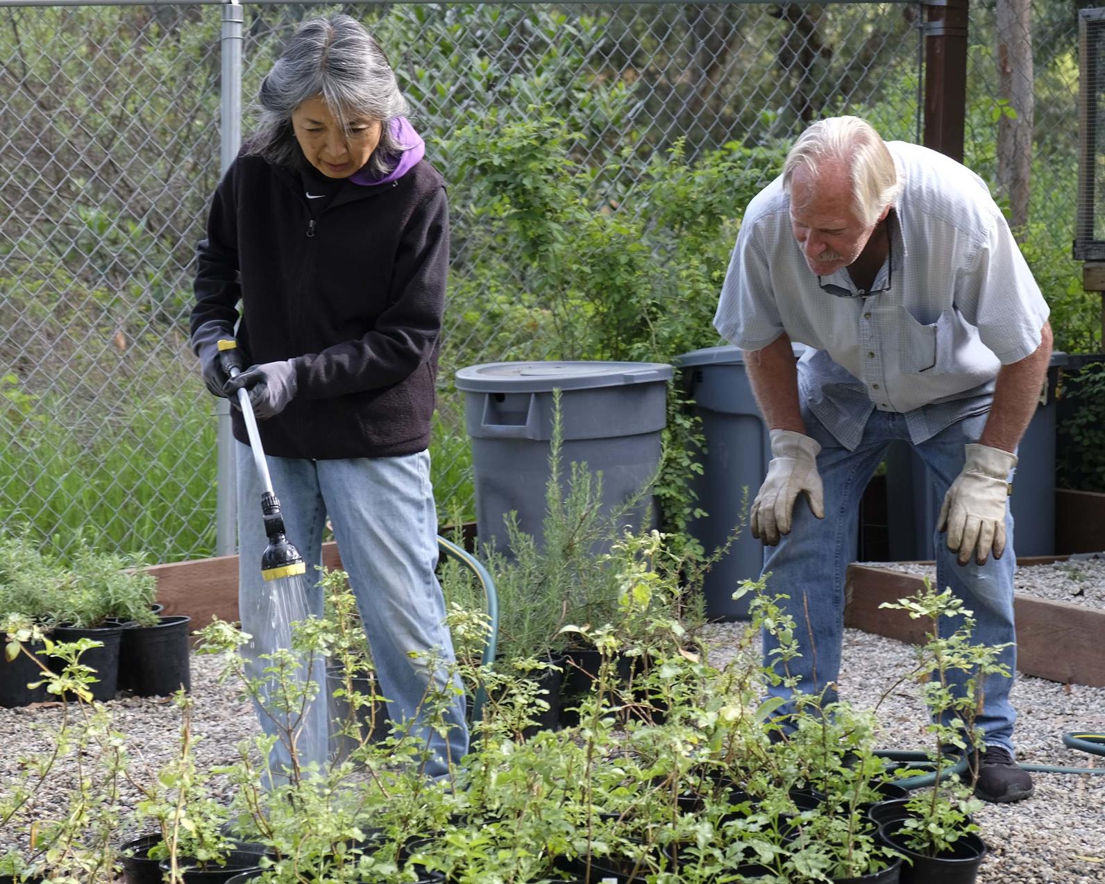 Volunteers tend California native plants at the Center's Los Nogales Nursery